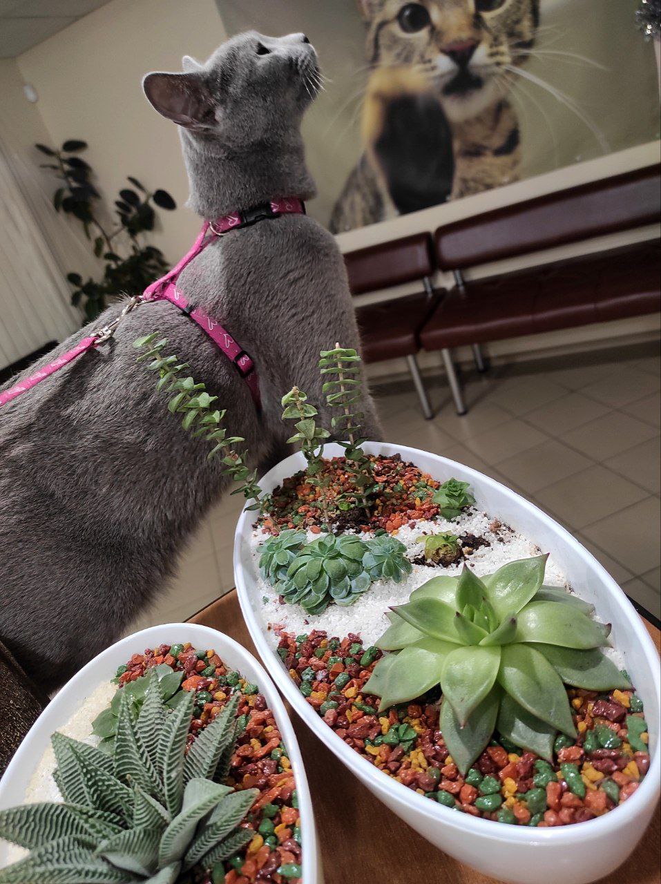 Растения опасные для кошек